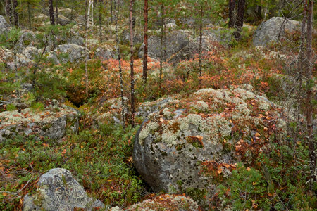 Evergreen pine forest at sunset. Plants, stones, moss, lichen, fern. Soft sunlight. Atmospheric autumn landscape. Lapland, Finland. Nature, seasons, ecology themesの写真素材