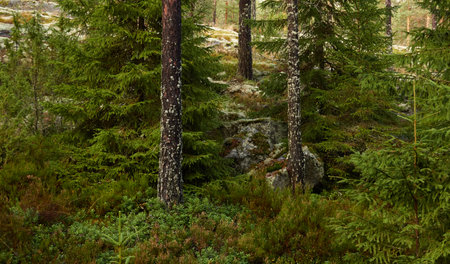 Evergreen pine forest at sunset. Mighty trees, plants, stones, moss, lichen, fern. Soft sunlight. Atmospheric autumn landscape. Lapland, Finland. Nature, seasons, ecology themesの写真素材