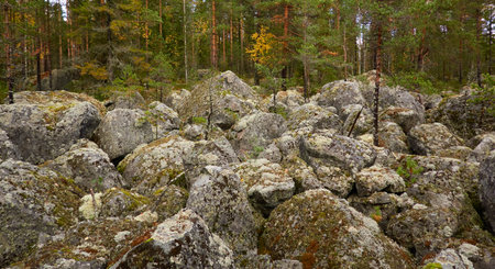 Evergreen pine forest at sunset. Plants, stones, moss, lichen, fern. Soft sunlight. Atmospheric autumn landscape. Lapland, Finland. Nature, seasons, ecology themesの写真素材