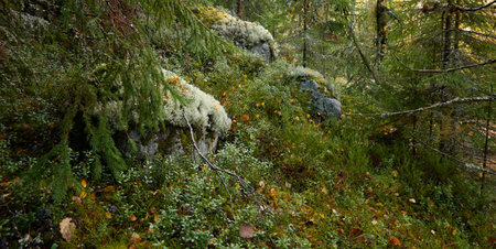 Evergreen pine forest at sunset. Mighty trees, plants, stones, moss, lichen, fern. Soft sunlight. Atmospheric autumn landscape. Lapland, Finland. Nature, seasons, ecology themesの写真素材
