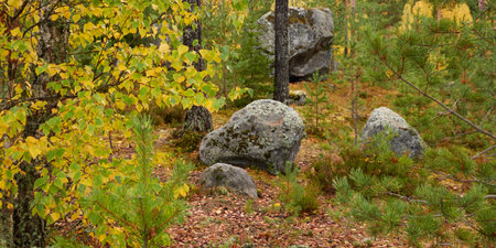 Evergreen pine forest at sunset. Plants, stones, moss, lichen, fern. Soft sunlight. Atmospheric autumn landscape. Lapland, Finland. Nature, seasons, ecology themesの写真素材