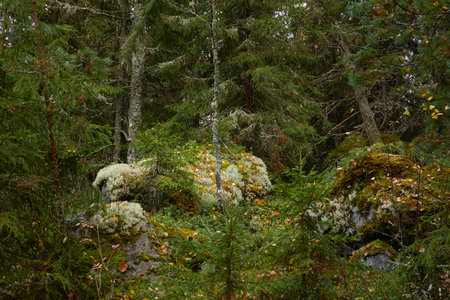 Evergreen pine forest at sunset. Plants, stones, moss, lichen, fern. Soft sunlight. Atmospheric autumn landscape. Lapland, Finland. Nature, seasons, ecology themesの写真素材