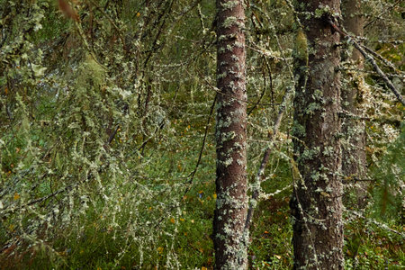 Evergreen pine forest at sunset. Mighty trees, plants, stones, moss, lichen, fern. Soft sunlight. Atmospheric autumn landscape. Lapland, Finland. Nature, seasons, ecology themesの写真素材