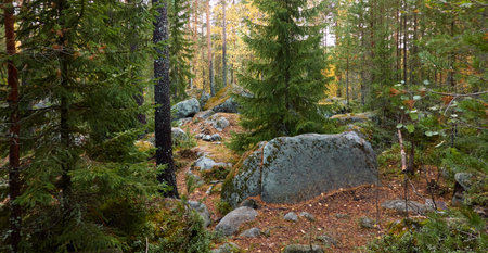 Evergreen pine forest at sunset. Plants, stones, moss, lichen, fern. Soft sunlight. Atmospheric autumn landscape. Lapland, Finland. Nature, seasons, ecology themesの写真素材