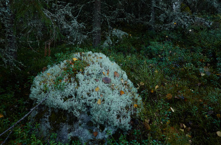 Dark evergreen pine forest. Trees, plants, moss, lichen, fern, stones. Atmospheric autumn landscape. Mystical forest scene. Lapland, Finland. Magic, fairy tale, folklore, celtic culture conceptsの写真素材