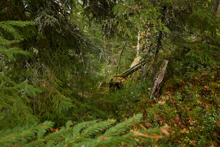 Evergreen pine forest at sunset. Mighty trees, plants, stones, moss, lichen, fern. Soft sunlight. Atmospheric autumn landscape. Lapland, Finland. Nature, seasons, ecology themesの写真素材