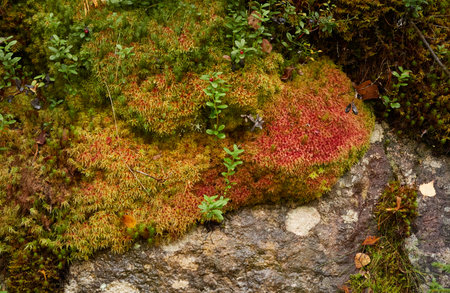 Evergreen pine forest. Plants, rocks or stones, moss, lichen. Soft sunlight. Atmospheric autumn landscape. Lapland, Finland. Nature, seasons, ecology themesの写真素材