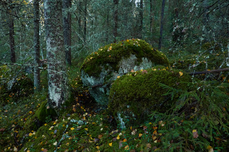 Dark evergreen pine forest. Trees, plants, moss, lichen, fern, stones. Atmospheric autumn landscape. Mystical forest scene. Lapland, Finland. Magic, fairy tale, folklore, celtic culture conceptsの写真素材