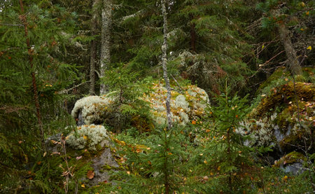 Evergreen pine forest at sunset. Plants, stones, moss, lichen, fern. Soft sunlight. Atmospheric autumn landscape. Lapland, Finland. Nature, seasons, ecology themesの写真素材