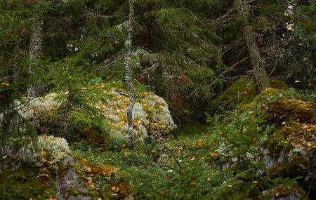 Evergreen pine forest at sunset. Plants, stones, moss, lichen, fern. Soft sunlight. Atmospheric autumn landscape. Lapland, Finland. Nature, seasons, ecology themesの写真素材