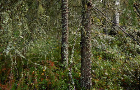 Evergreen pine forest at sunset. Mighty trees, plants, stones, moss, lichen, fern. Soft sunlight. Atmospheric autumn landscape. Lapland, Finland. Nature, seasons, ecology themesの写真素材