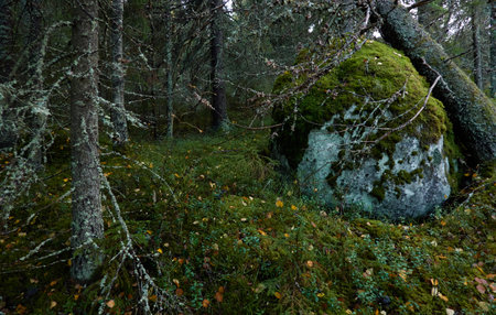 Dark evergreen pine forest. Trees, plants, moss, lichen, fern, stones. Atmospheric autumn landscape. Mystical forest scene. Lapland, Finland. Magic, fairy tale, folklore, celtic culture conceptsの写真素材
