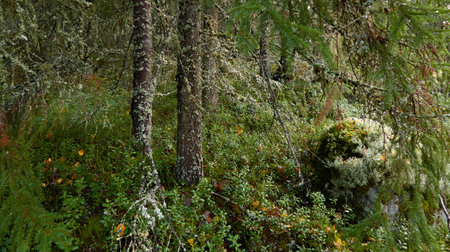 Evergreen pine forest at sunset. Plants, stones, moss, lichen, fern. Soft sunlight. Atmospheric autumn landscape. Lapland, Finland. Nature, seasons, ecology themesの写真素材