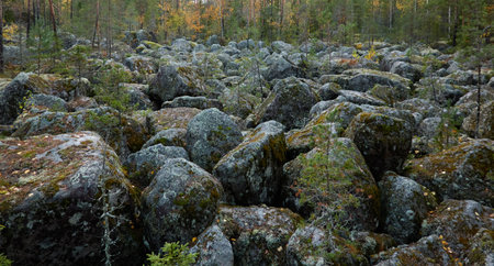 Evergreen pine forest at sunset. Plants, stones, moss, lichen, fern. Soft sunlight. Atmospheric autumn landscape. Lapland, Finland. Nature, seasons, ecology themesの写真素材
