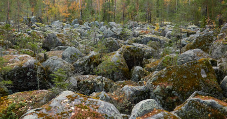 Evergreen pine forest at sunset. Plants, stones, moss, lichen, fern. Soft sunlight. Atmospheric autumn landscape. Lapland, Finland. Nature, seasons, ecology themesの写真素材