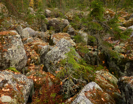 Evergreen pine forest at sunset. Plants, stones, moss, lichen, fern. Soft sunlight. Atmospheric autumn landscape. Lapland, Finland. Nature, seasons, ecology themesの写真素材