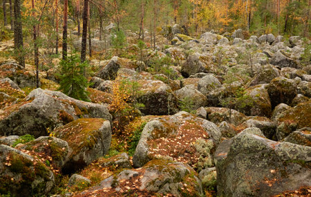 Evergreen pine forest at sunset. Plants, stones, moss, lichen, fern. Soft sunlight. Atmospheric autumn landscape. Lapland, Finland. Nature, seasons, ecology themesの写真素材