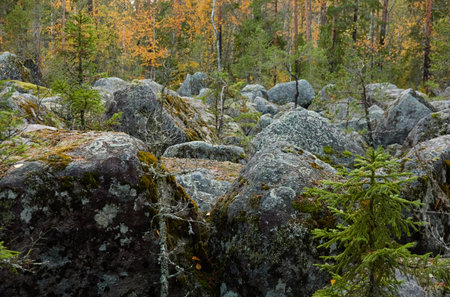 Evergreen pine forest at sunset. Plants, stones, moss, lichen, fern. Soft sunlight. Atmospheric autumn landscape. Lapland, Finland. Nature, seasons, ecology themesの写真素材