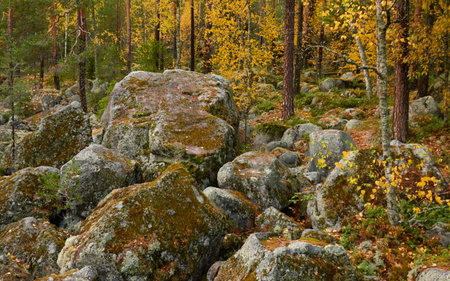Evergreen pine forest at sunset. Plants, stones, moss, lichen, fern. Soft sunlight. Atmospheric autumn landscape. Lapland, Finland. Nature, seasons, ecology themesの写真素材