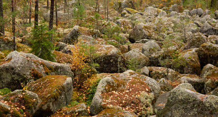 Evergreen pine forest at sunset. Plants, stones, moss, lichen, fern. Soft sunlight. Atmospheric autumn landscape. Lapland, Finland. Nature, seasons, ecology themesの写真素材