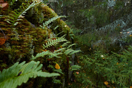 Dark evergreen pine forest. Trees, plants, moss, lichen, fern, stones. Atmospheric autumn landscape. Mystical forest scene. Lapland, Finland. Magic, fairy tale, folklore, celtic culture conceptsの写真素材