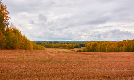 Panoramic view of the forest meadow (agricultural field) on a cloudy day. Autumn rural landscape. Finland. Pure nature, seasons, environment, ecology themesの写真素材