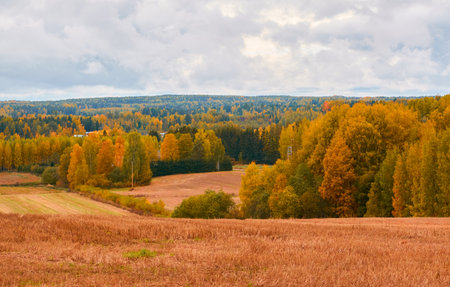 Panoramic view of the forest meadow (agricultural field) on a cloudy day. Autumn rural landscape. Finland. Pure nature, seasons, environment, ecology themesの写真素材