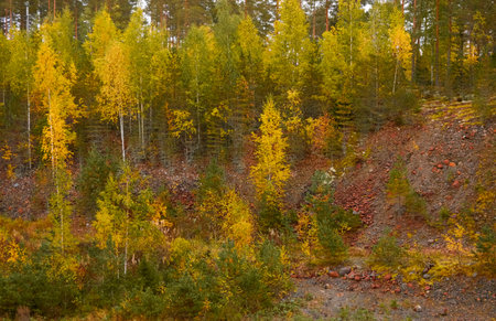 Majestic evergreen pine and birch forest. Mighty trees, golden plants, moss. Atmospheric autumn landscape. Finland. Nature, seasons, ecology, ecotourism themesの写真素材
