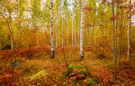 Golden birch tree and evergreen forest on a rainy day. Mighty trees, colorful leaves and plants. Finland. Idyllic autumn landscape. Finnish nature, seasons, environment, ecotourism themesの写真素材