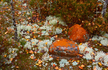 Northern evergreen forest. Plants, wild berries, rocks or stones, moss, lichen. Soft sunlight. Atmospheric autumn landscape. Finland. Scandinavia. Nature, seasons, ecology themesの写真素材
