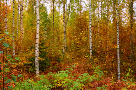 Golden birch tree and evergreen forest on a rainy day. Mighty trees, colorful leaves and plants. Finland. Idyllic autumn landscape. Finnish nature, seasons, environment, ecotourism themesの写真素材
