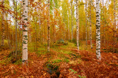 Golden birch tree and evergreen forest on a rainy day. Mighty trees, colorful leaves and plants. Finland. Idyllic autumn landscape. Finnish nature, seasons, environment, ecotourism themesの写真素材