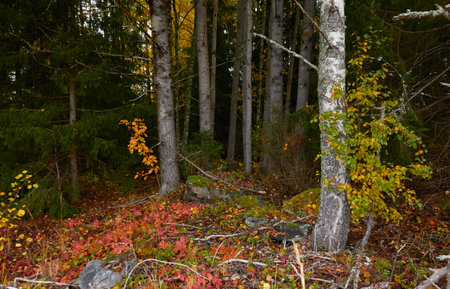 Majestic evergreen pine and birch forest. Mighty trees, golden plants, moss. Atmospheric autumn landscape. Finland. Nature, seasons, ecology, ecotourism themesの写真素材