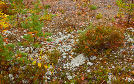 Northern evergreen forest. Plants, wild berries, rocks or stones, moss, lichen. Soft sunlight. Atmospheric autumn landscape. Finland. Scandinavia. Nature, seasons, ecology themesの写真素材