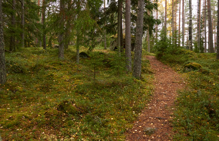 Pathway through the evergreen pine forest. Soft sunlight. Atmospheric autumn landscape. Finland. Nature, ecology, fresh air, ecotourism, nordic walking, hiking trail themesの写真素材