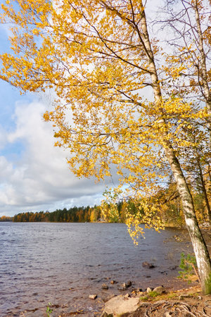 Panoramic view of the rocky forest lake shore on a sunny day. Autumn landscape. Finland, Finnish nature. Ecology, fresh air, ecotourism themesの写真素材