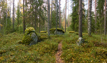 Majestic evergreen forest. Mighty pine and spruce trees, moss, plants, stones. Cloudy day. Autumn landscape. Finland. Northern nature, seasons, fresh air themesの写真素材