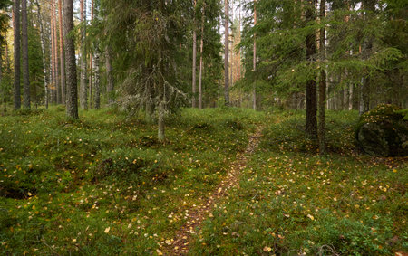 Evergreen pine forest. Mighty trees, plants, moss. Soft sunlight. Atmospheric autumn landscape. Finland. Nature, seasons, ecology themesの写真素材