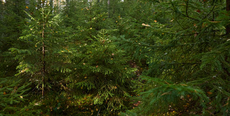 Evergreen pine forest. Mighty trees, plants, moss. Soft sunlight. Atmospheric autumn landscape. Finland. Nature, seasons, ecology themesの写真素材