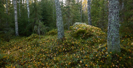 Majestic evergreen forest. Mighty pine and spruce trees, moss, plants, stones. Cloudy day. Autumn landscape. Finland. Northern nature, seasons, fresh air themesの写真素材