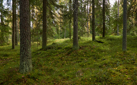 Evergreen pine forest. Mighty trees, plants, moss. Soft sunlight. Atmospheric autumn landscape. Finland. Nature, seasons, ecology themesの写真素材