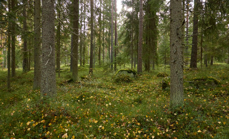 Majestic evergreen forest. Mighty pine and spruce trees, moss, plants, stones. Cloudy day. Autumn landscape. Finland. Northern nature, seasons, fresh air themesの写真素材
