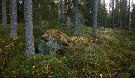 Majestic evergreen forest. Mighty pine and spruce trees, moss, plants, stones. Cloudy day. Autumn landscape. Finland. Northern nature, seasons, fresh air themesの写真素材