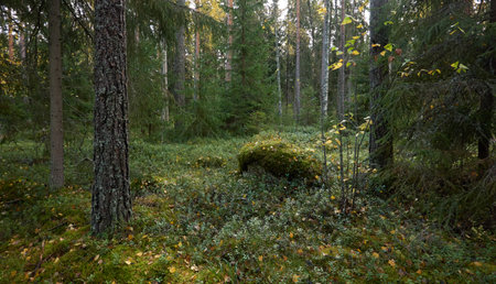 Majestic evergreen forest. Mighty pine and spruce trees, moss, plants, stones. Cloudy day. Autumn...