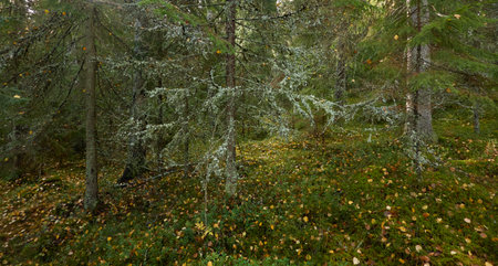 Evergreen pine forest. Mighty trees, plants, moss. Soft sunlight. Atmospheric autumn landscape. Finland. Nature, seasons, ecology themesの写真素材