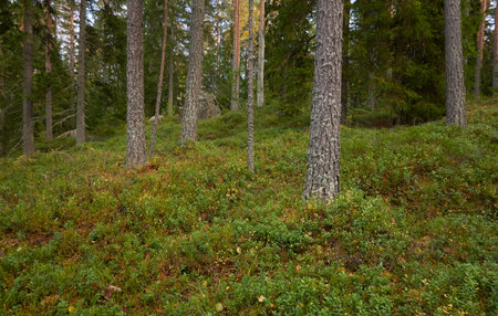 Evergreen pine forest. Mighty trees, plants, moss. Soft sunlight. Atmospheric autumn landscape. Finland. Nature, seasons, ecology themesの写真素材