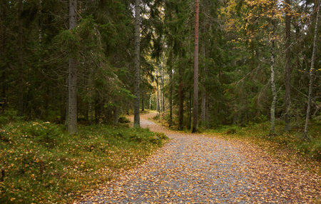 Pathway through the evergreen pine forest. Soft sunlight. Atmospheric autumn landscape. Finland. Nature, ecology, fresh air, ecotourism, nordic walking, hiking trail themesの写真素材