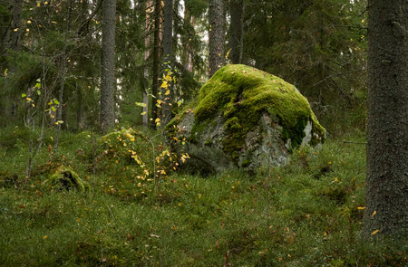 Majestic evergreen forest. Mighty pine and spruce trees, moss, plants, stones. Cloudy day. Autumn landscape. Finland. Northern nature, seasons, fresh air themesの写真素材
