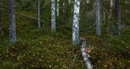 Dark evergreen pine forest. Deciduous birch trees, golden leaves, plants, moss. Soft sunlight. Atmospheric autumn landscape. Finland. Nature, seasons, ecology themesの写真素材