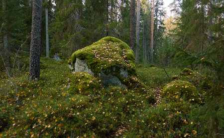 Majestic evergreen forest. Mighty pine and spruce trees, moss, plants, stones. Cloudy day. Autumn landscape. Finland. Northern nature, seasons, fresh air themesの写真素材